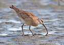 Numenius phaeopus